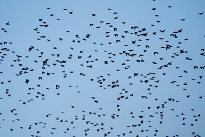 群鸟飞翔在蓝天白天
